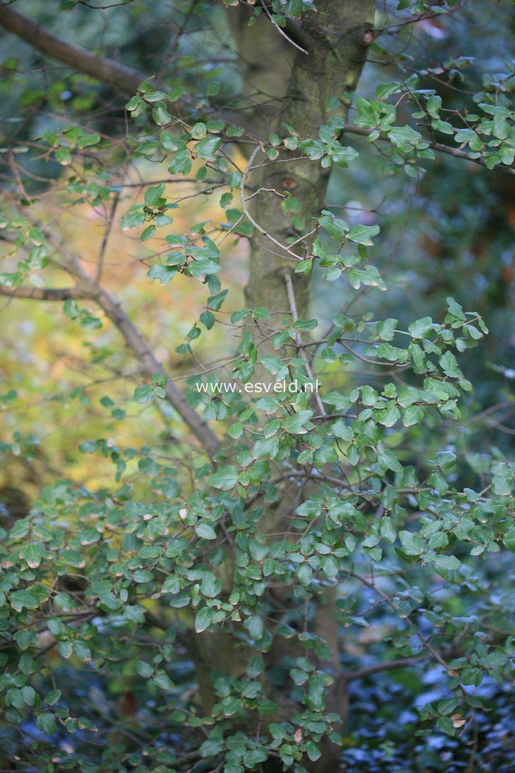 Acer sempervirens