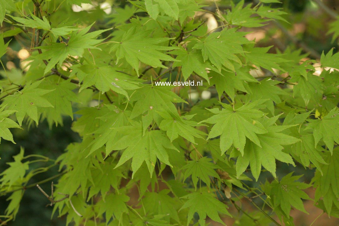 Acer shirasawanum 'Munn001' (MOONRISE)