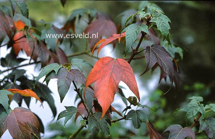 Acer sinopurpurascens