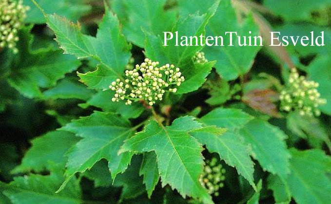 Acer tataricum 'Emerald Elf'