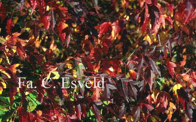 Acer tataricum