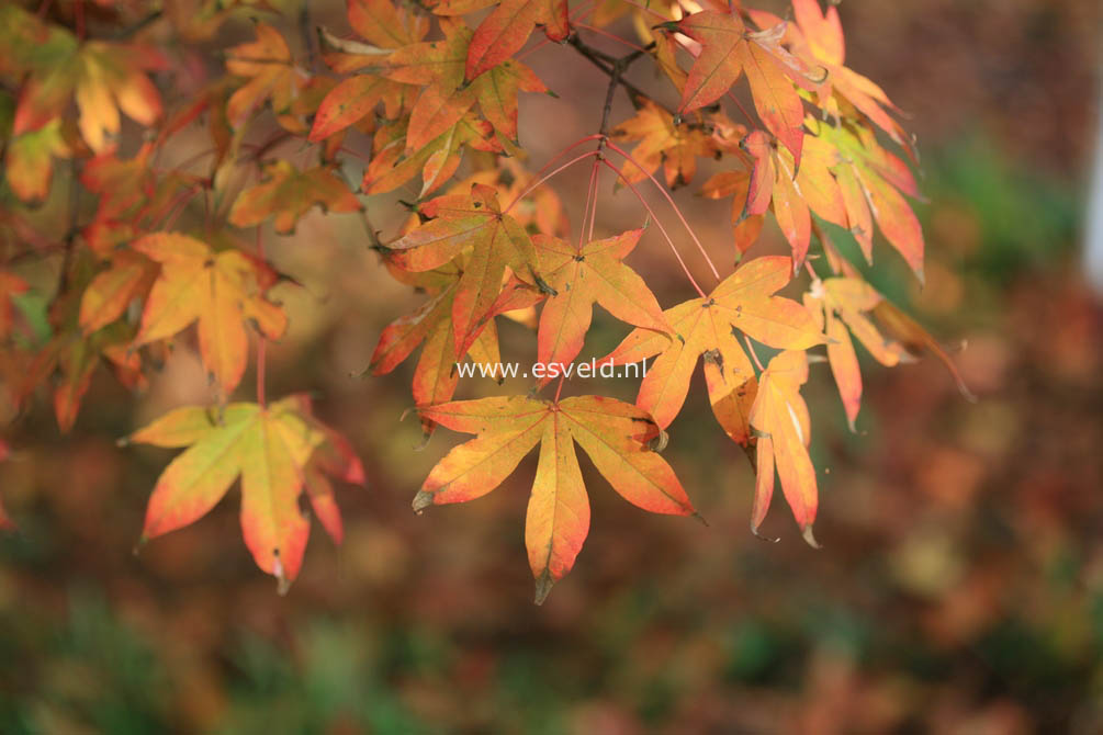 Acer truncatum 'Akikaze-nishiki'