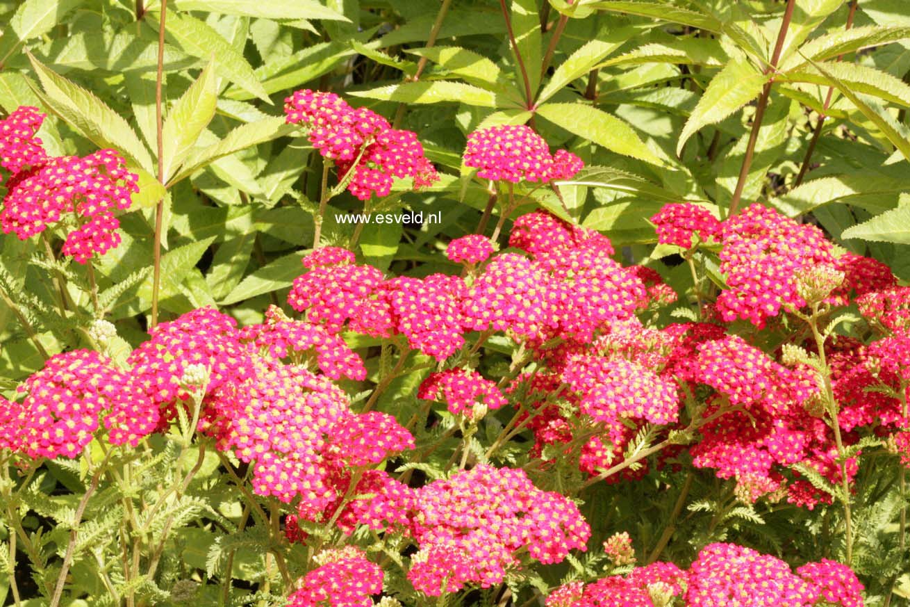 Achillea millefolium 'Paprika'