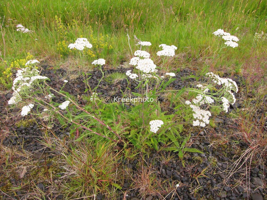 Achillea millefolium