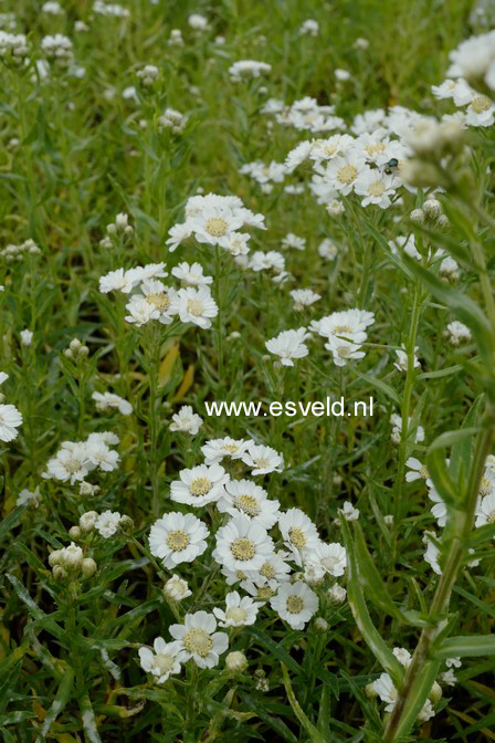 Achillea ptarmica