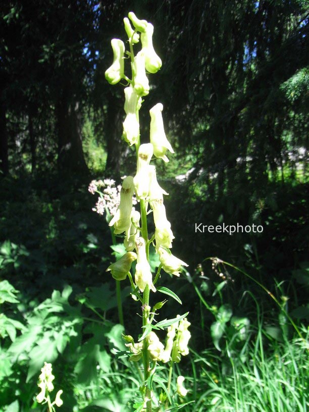 Aconitum vulparia