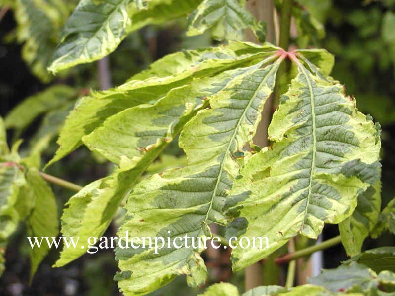 Aesculus carnea 'Aureomarginata'