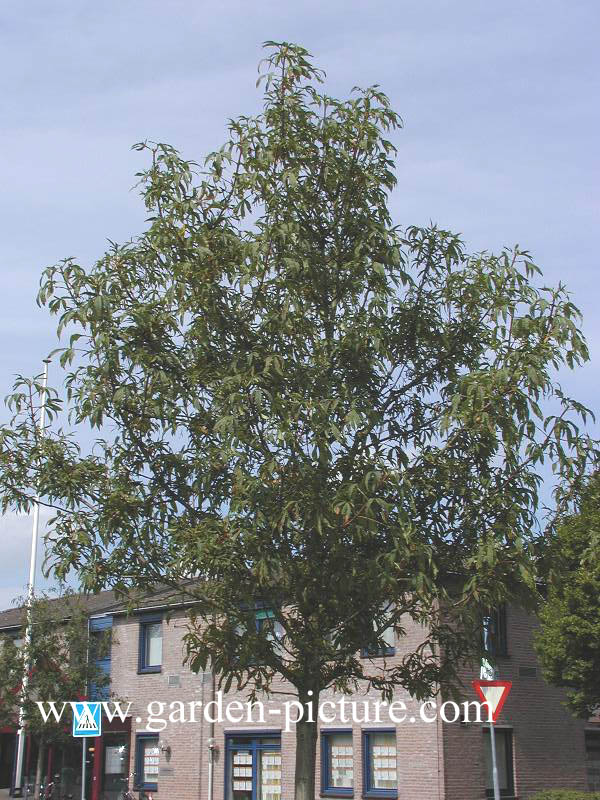 Aesculus hippocastanum 'Digitata'