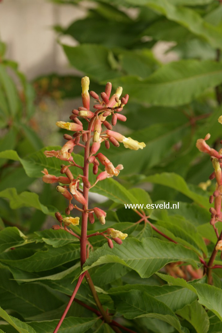 Aesculus mutabilis 'Penduliflora'