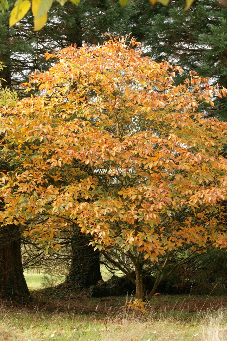 Aesculus pavia var. discolor