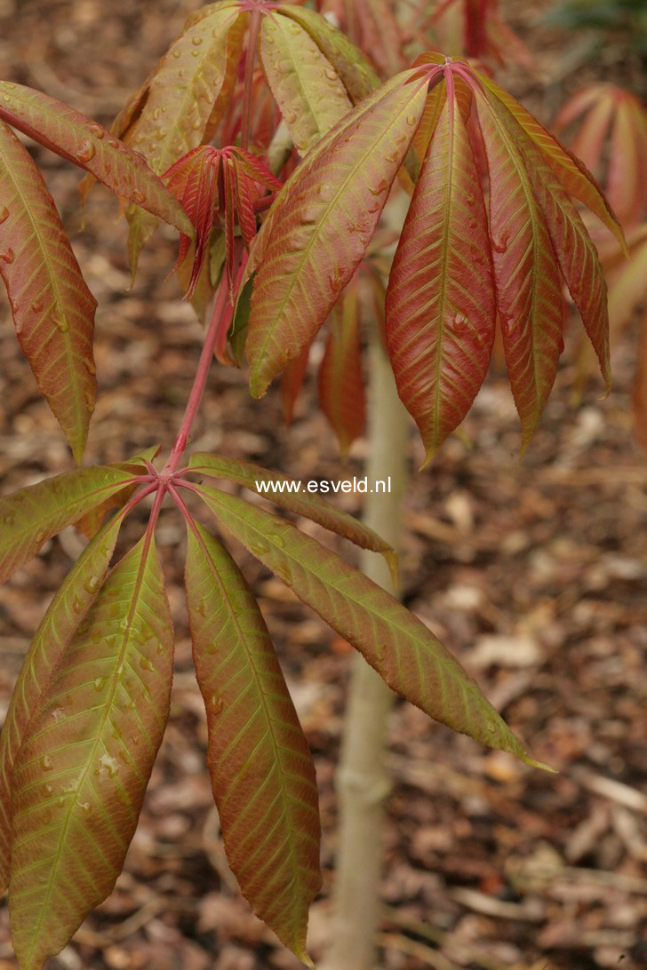 Aesculus wilsonii