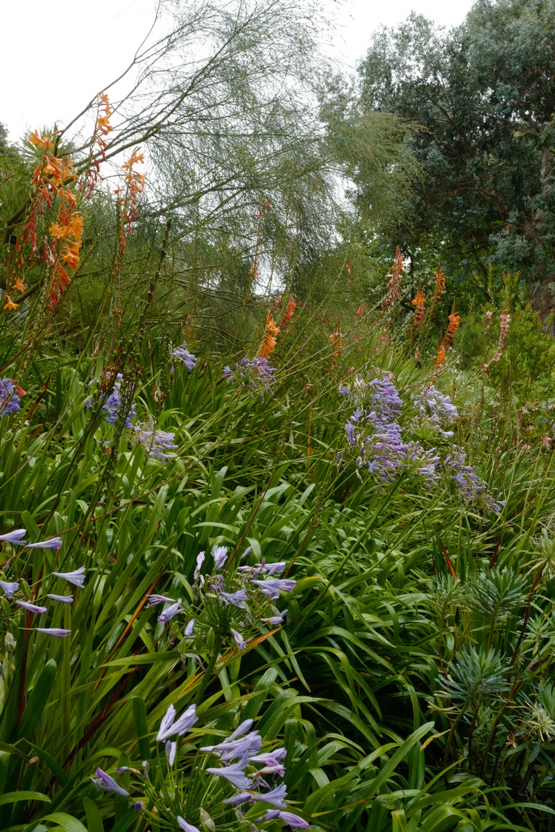 Agapanthus africanus
