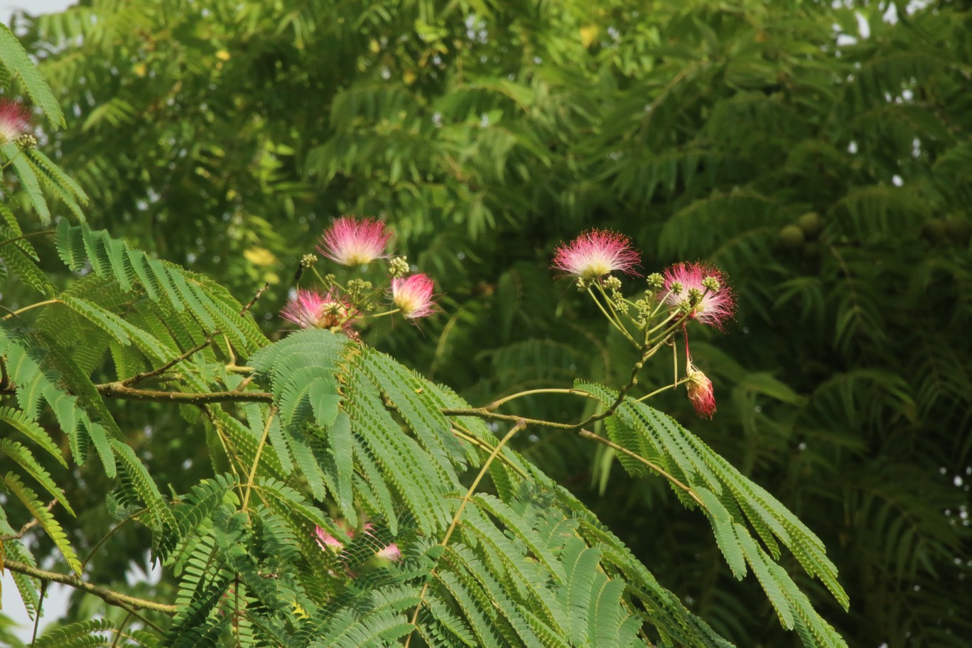 Albizia julibrissin 'Rosea'