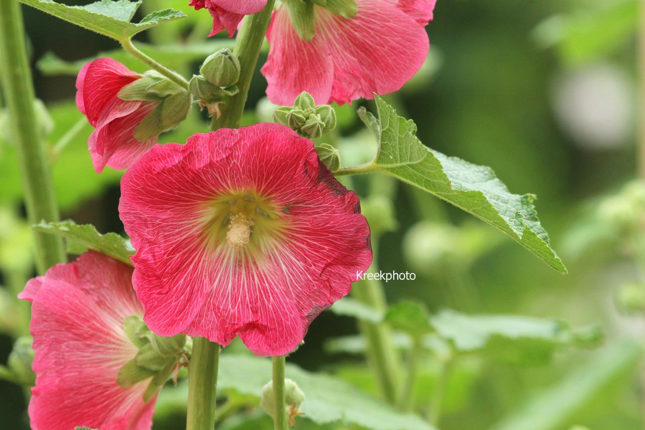 Alcea rosea
