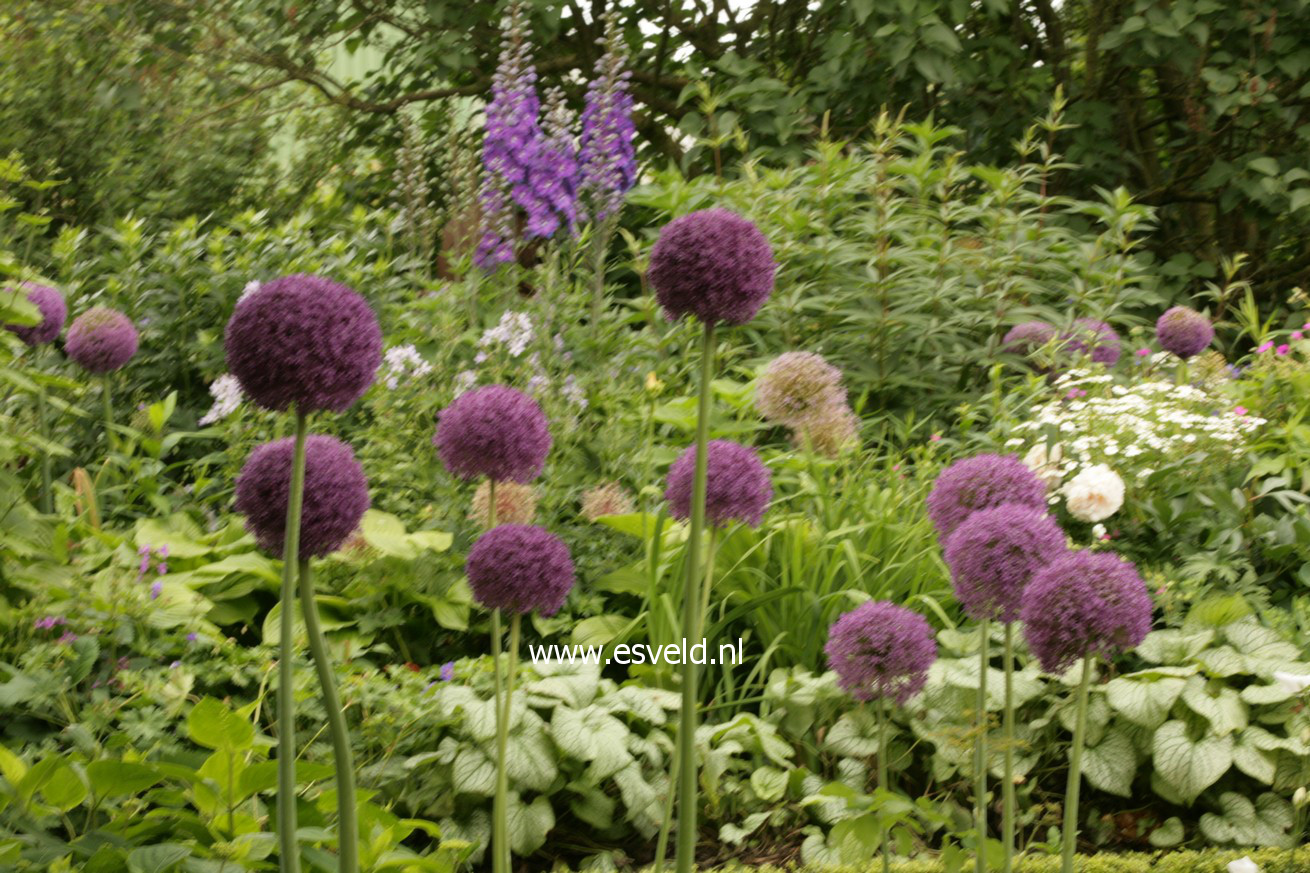 Allium 'Ambassador'
