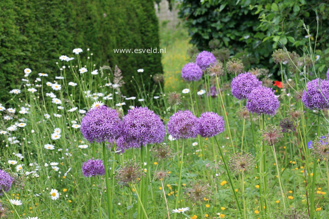 Allium 'Globemaster'