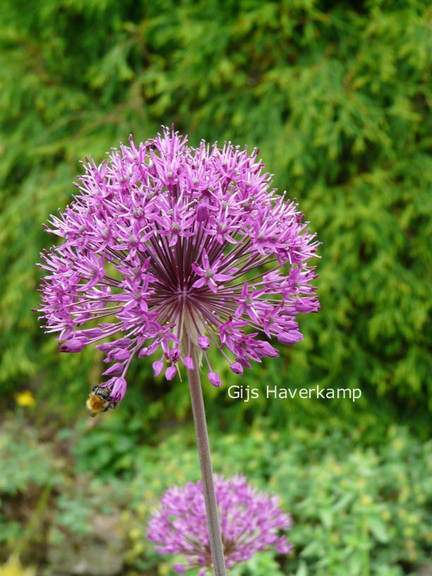Allium 'Purple Sensation'