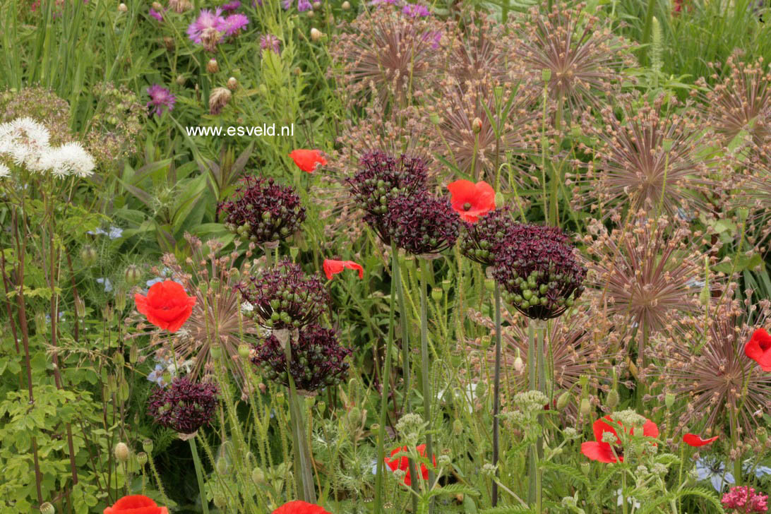 Allium atropurpureum