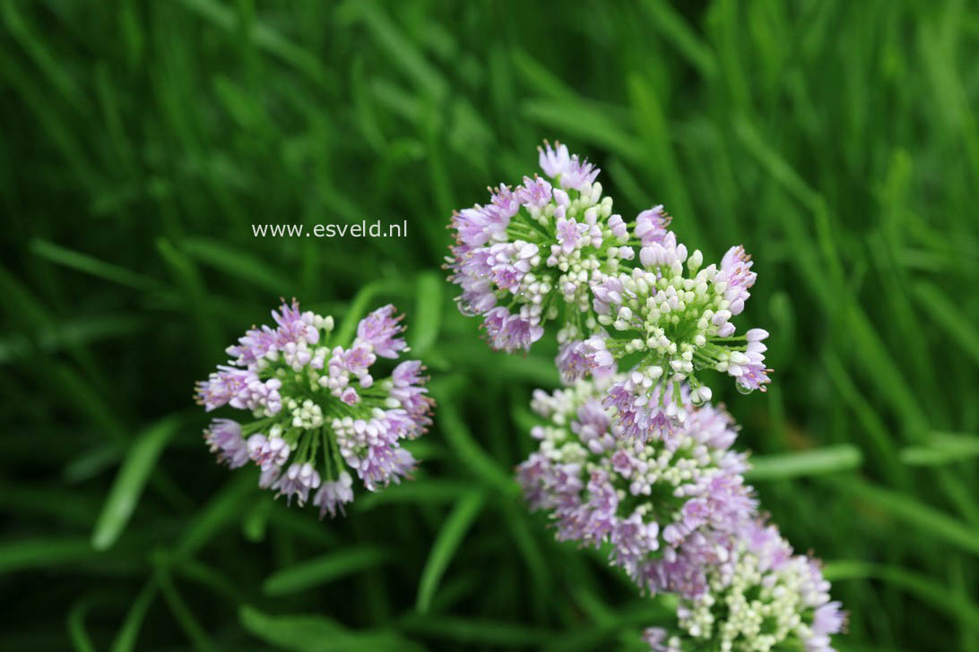 Allium senescens