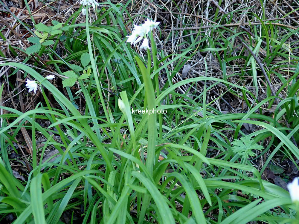 Allium triquetrum