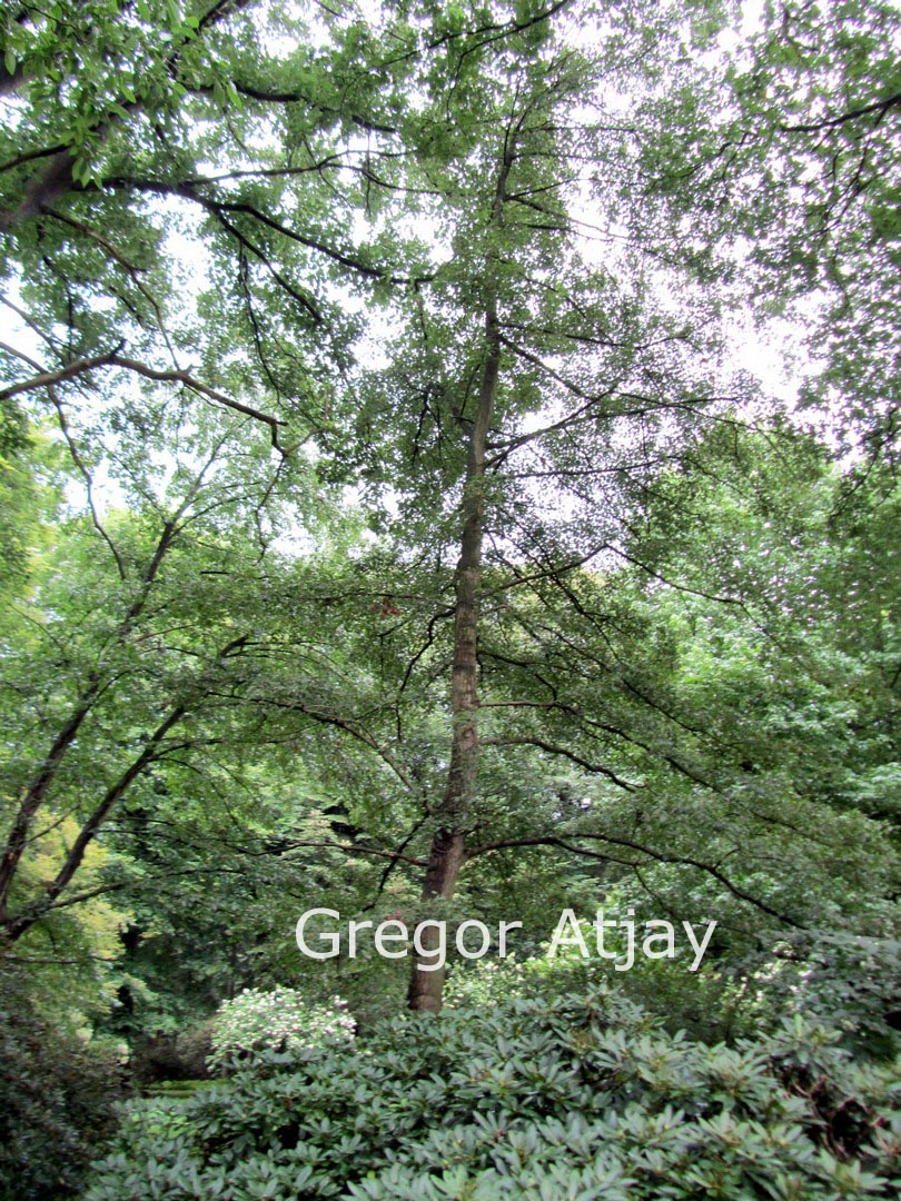 Alnus glutinosa 'Laciniata'