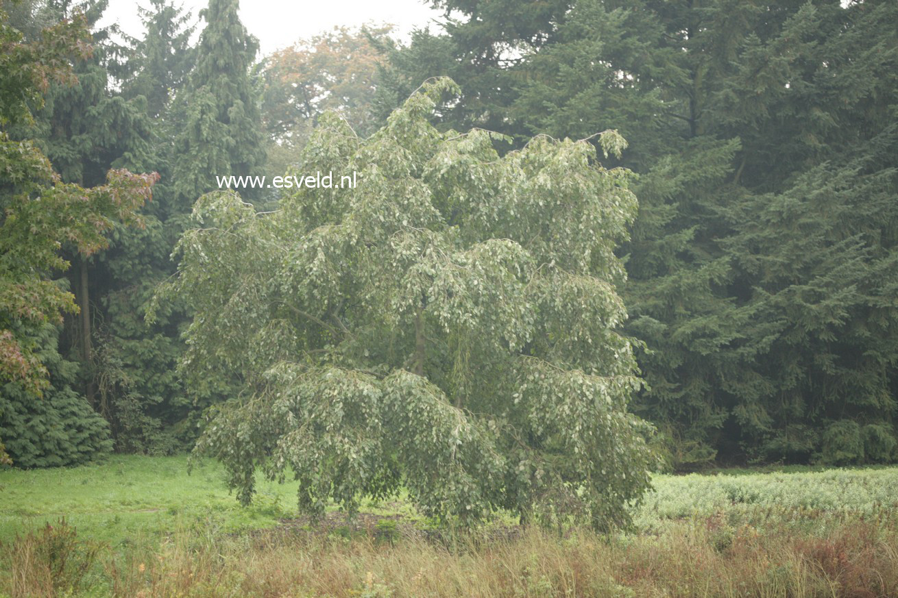 Alnus incana 'Pendula'