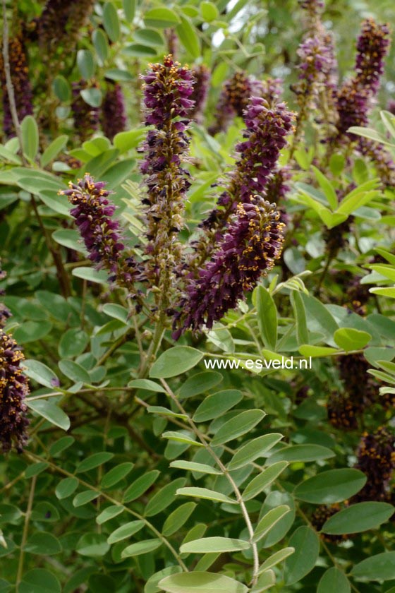 Amorpha fruticosa