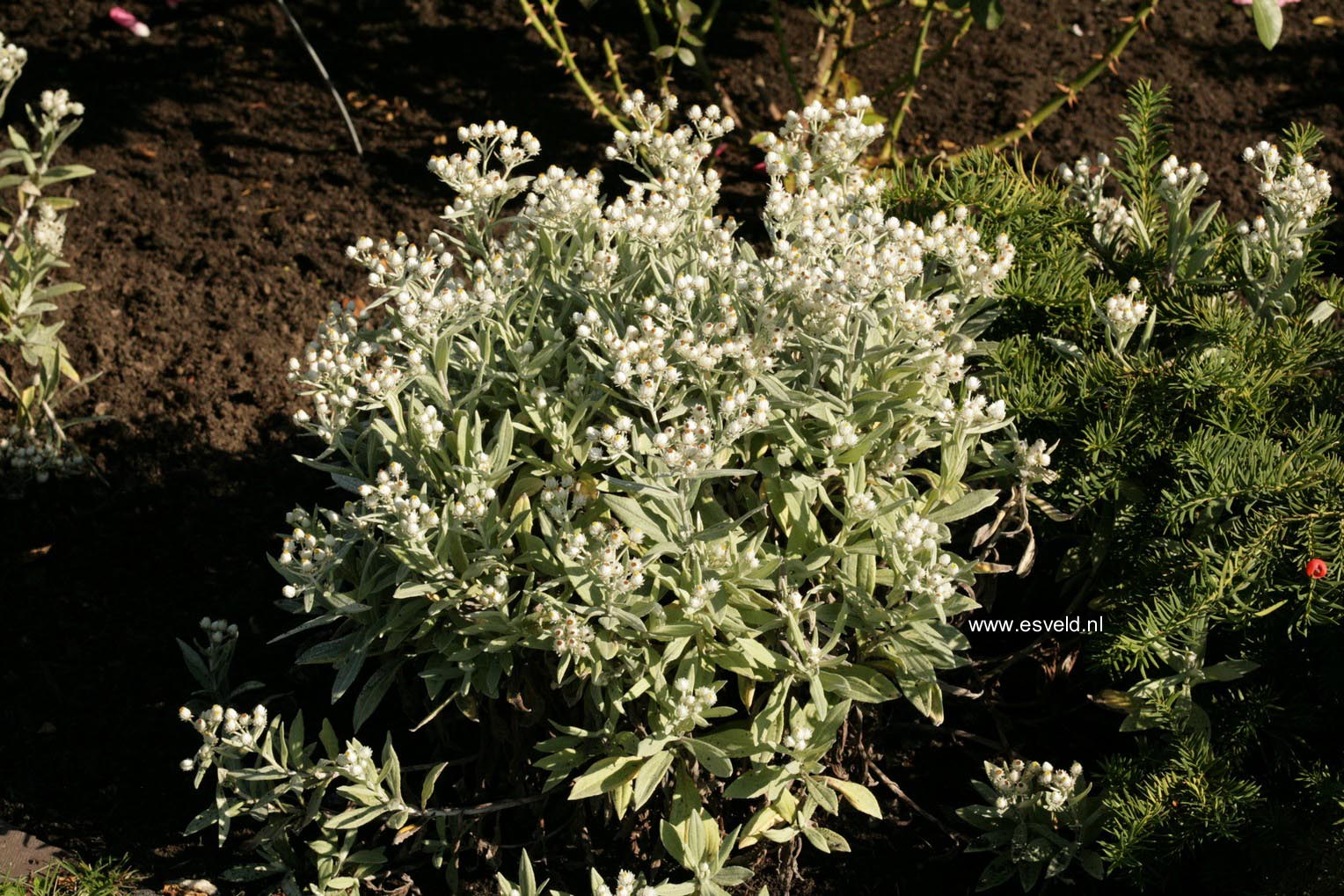 Anaphalis triplinervis 'Sommerschnee'