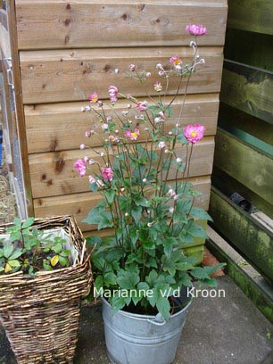 Anemone hybrida 'Bressingham Glow'