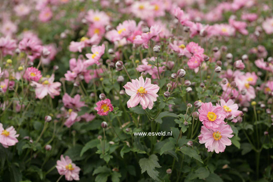 Anemone hybrida 'Pocahontas' (FANTASY)