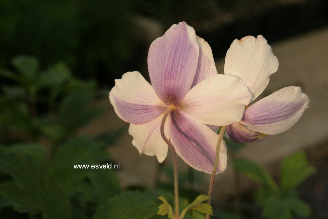 Anemone hybrida 'Wild Swan'