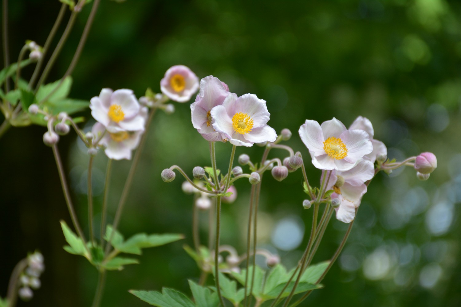 Anemone tomentosa 'Robustissima'