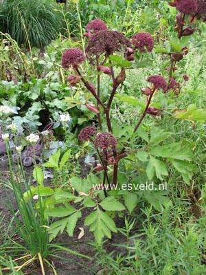 Angelica gigas