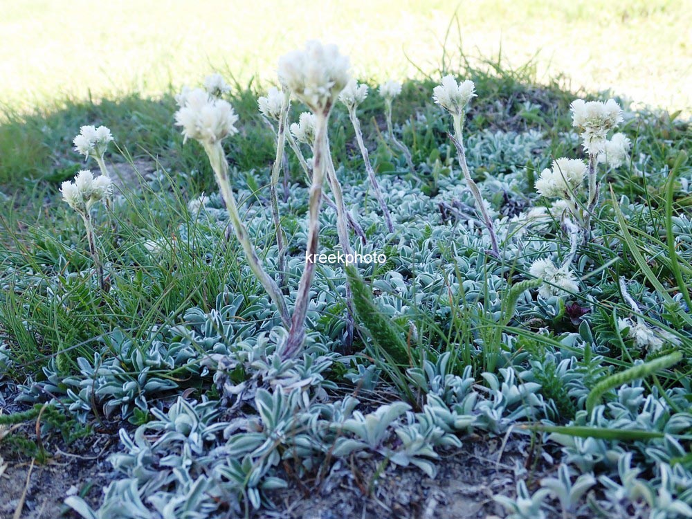 Antennaria dioica