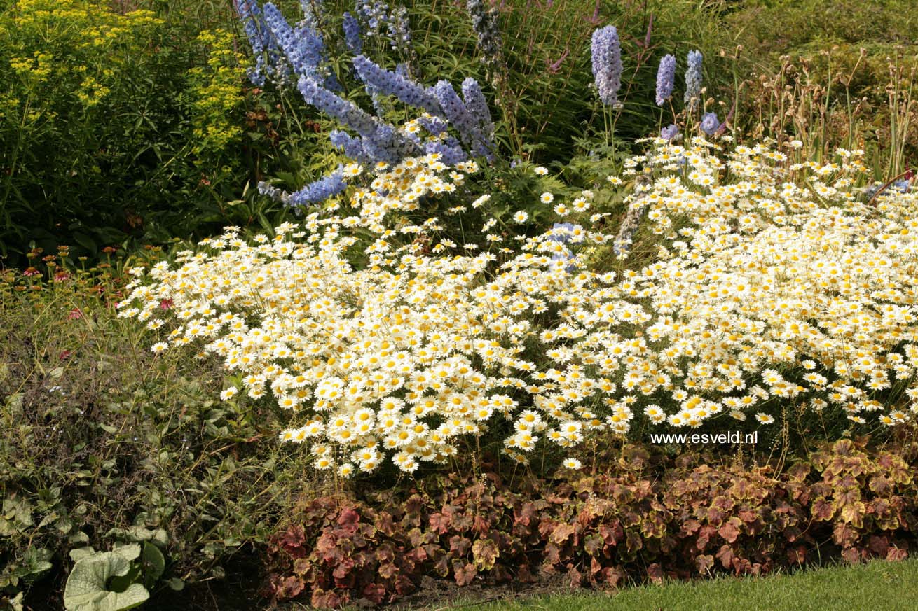 Anthemis tinctoria 'Lemon Ice'