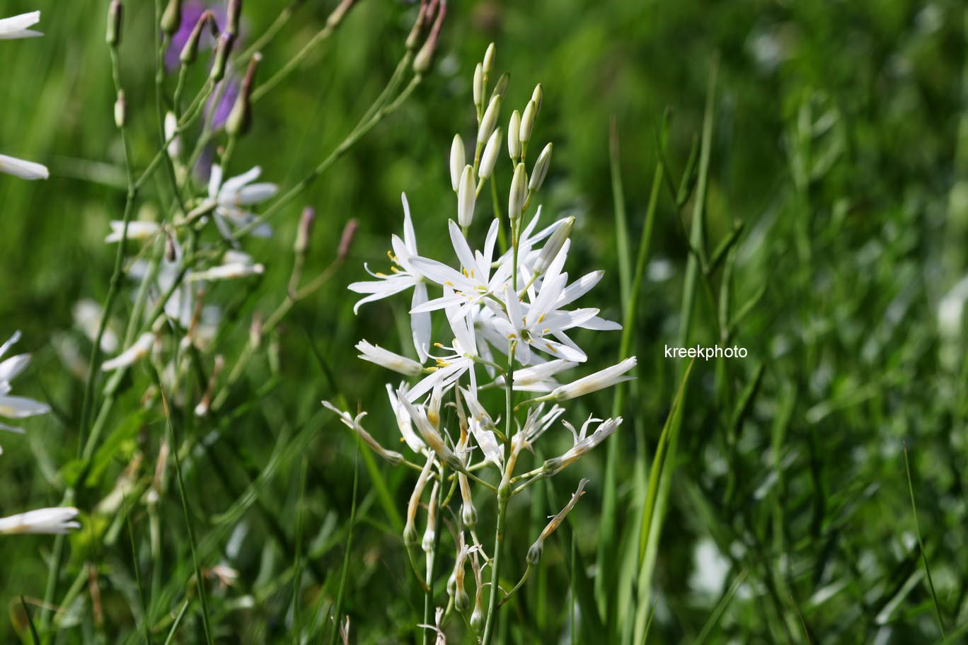 Anthericum liliago