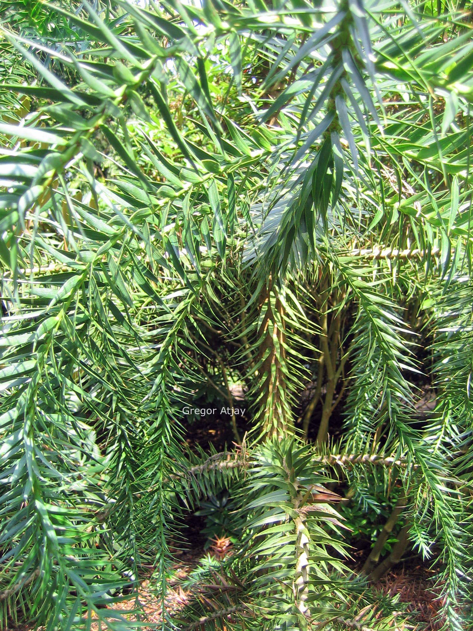 Araucaria angustifolia