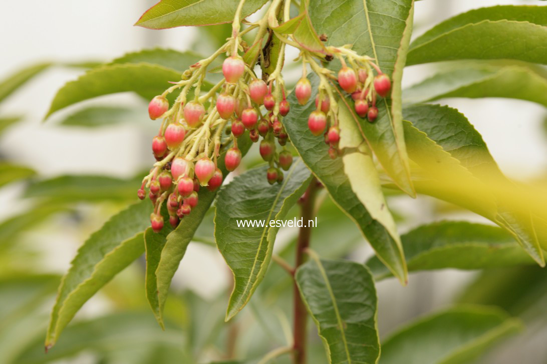 Arbutus 'Marina'