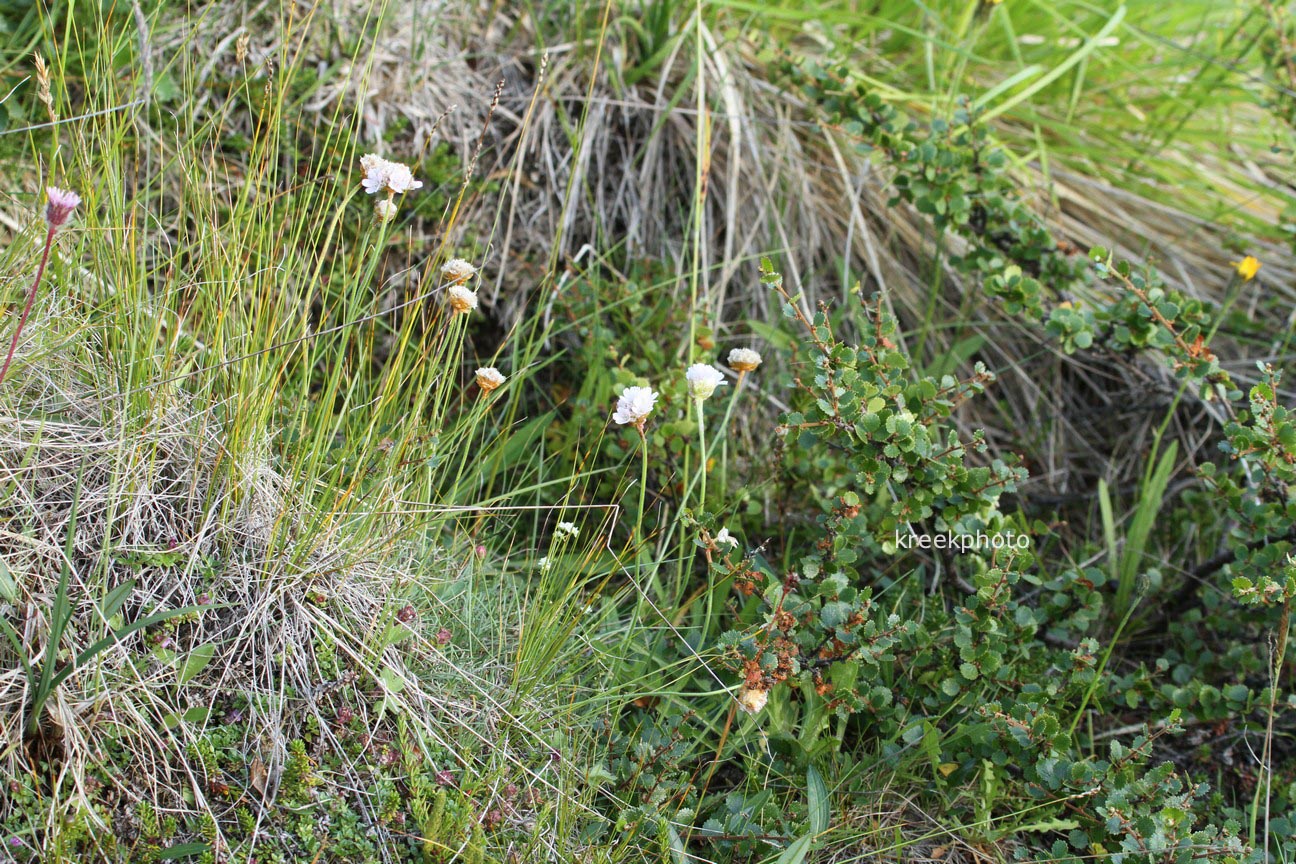 Armeria maritima