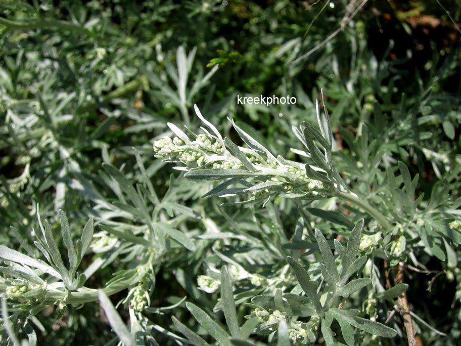 Artemisia absinthium