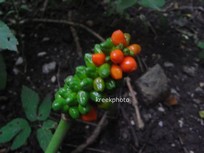 Arum italicum