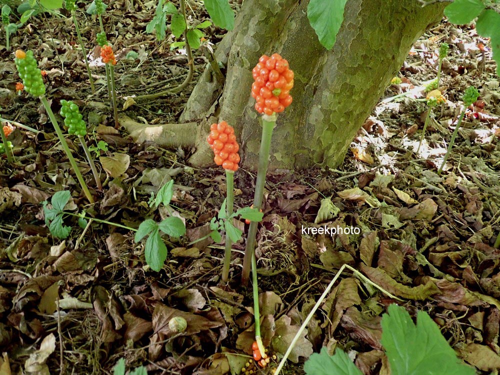 Arum maculatum