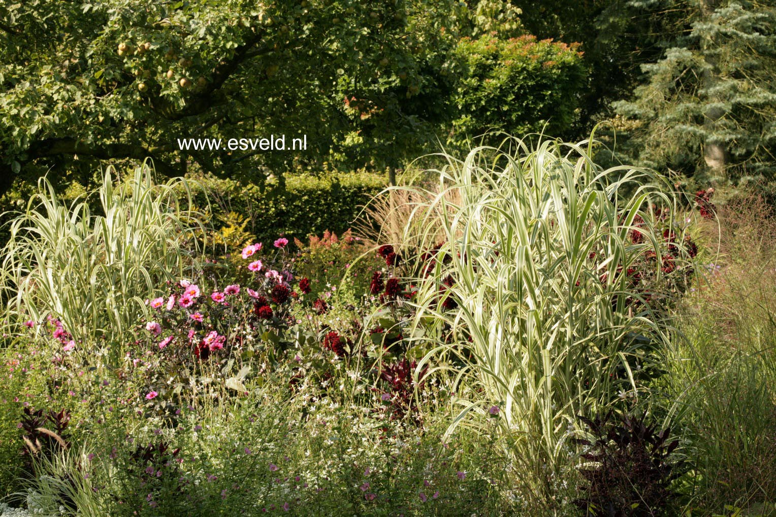 Arundo donax 'Versicolor'