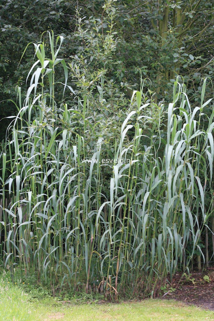 Arundo donax