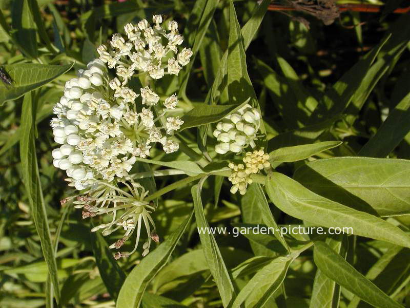 Asclepias incarnata