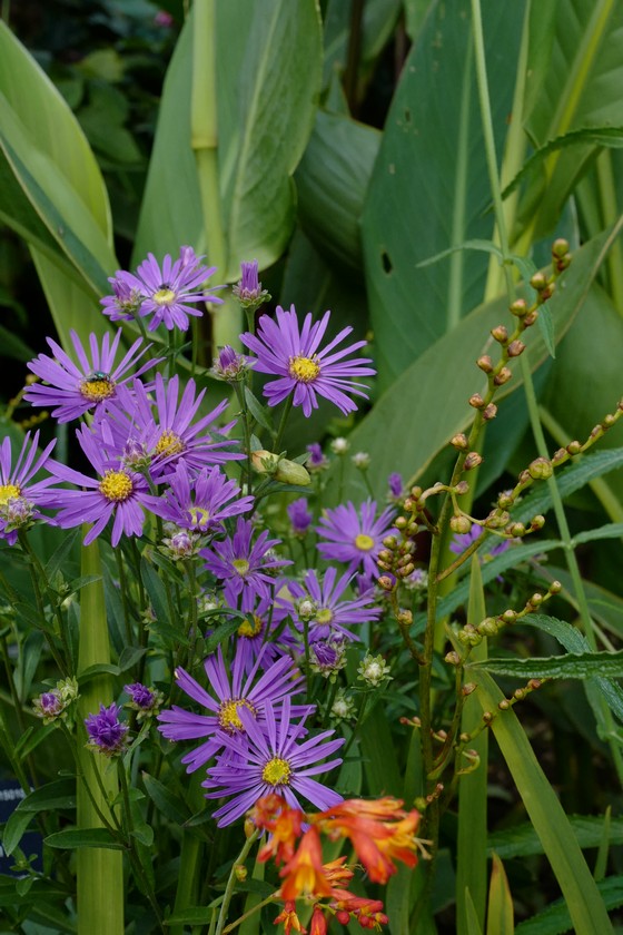 Aster amellus 'Veilchenkoenigin'