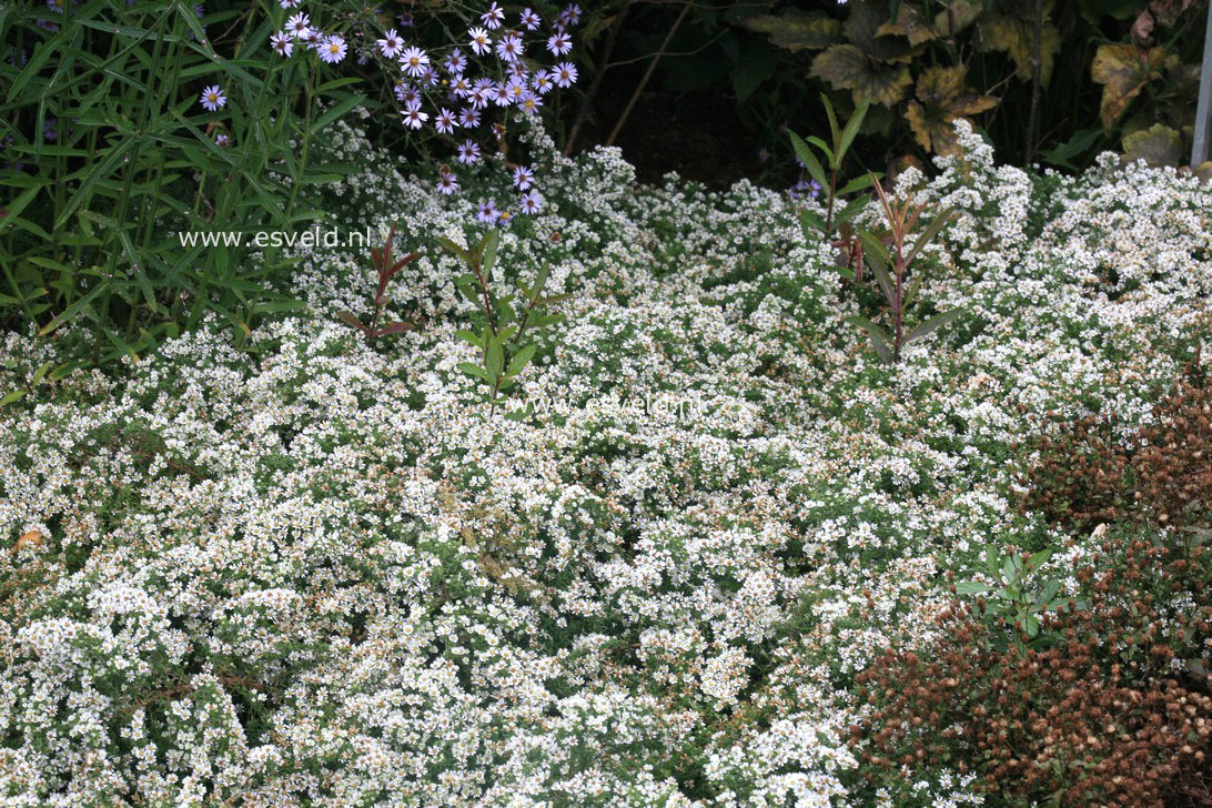 Aster ericoides 'Snowflurry'