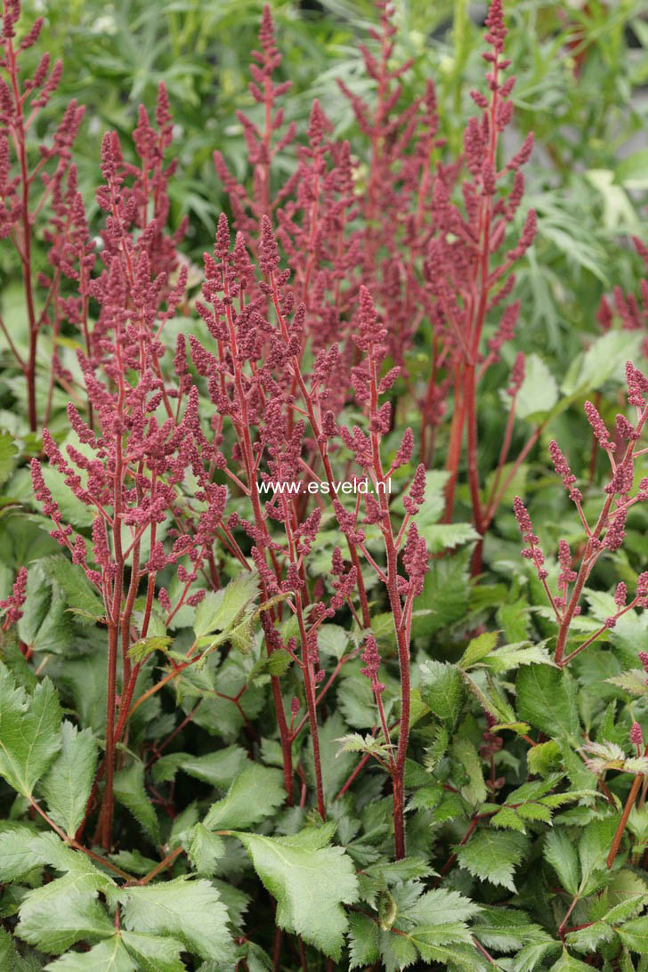Astilbe chinensis 'Vision in Red'