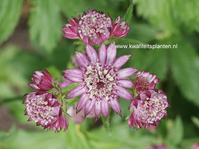 Astrantia major 'Lars'