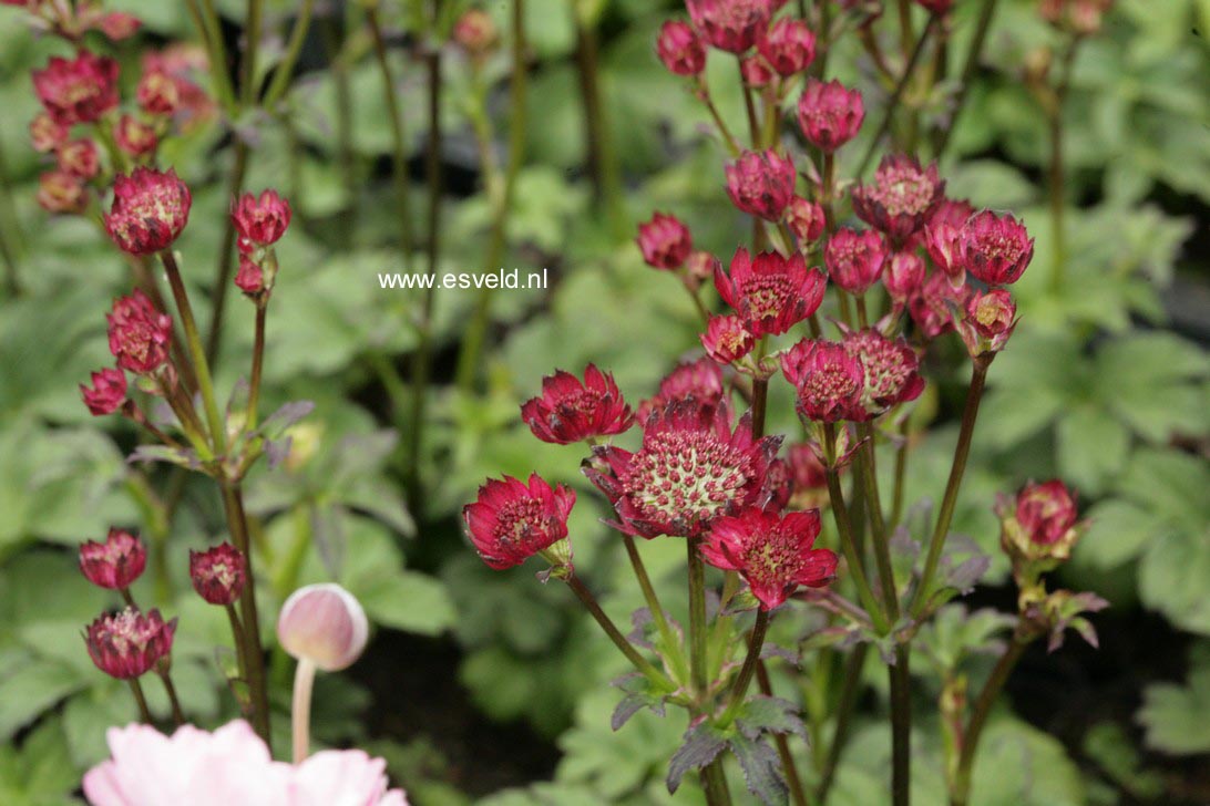 Astrantia major 'Moulin Rouge'
